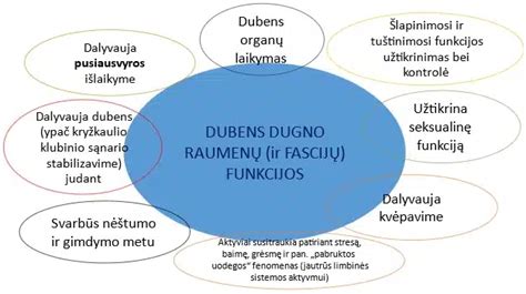 dubens dugno raumenų tyrimo procedūra