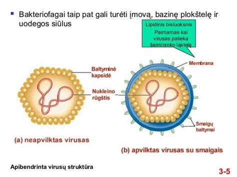 virusų sandara ir plitimo schemos