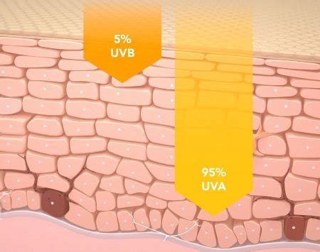Schema, vaizduojanti UVA ir UVB spindulių poveikį odai