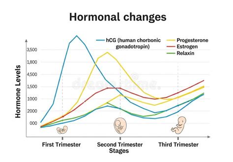 schema of hormonal changes during pregnancy