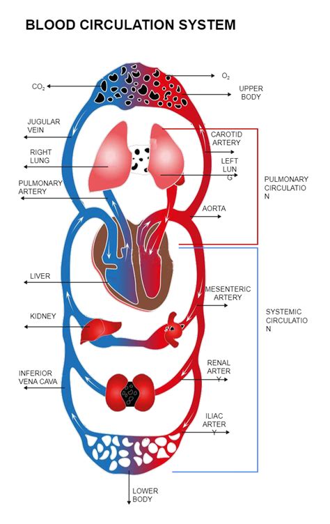 blood circulation diagram in pregnant woman