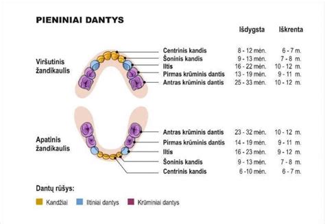 pieninių dantų dygimo schema
