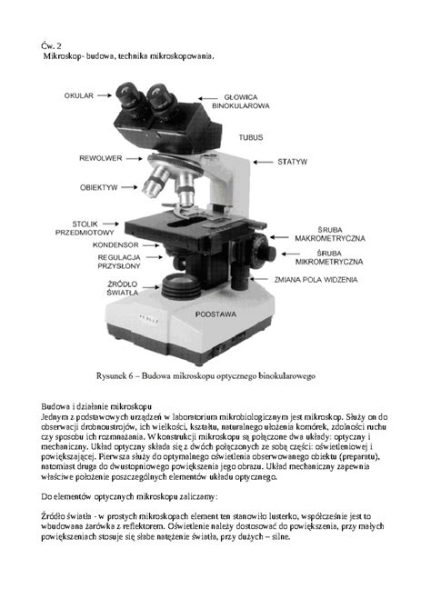 Grybelio sukėlėjai mikroskopu