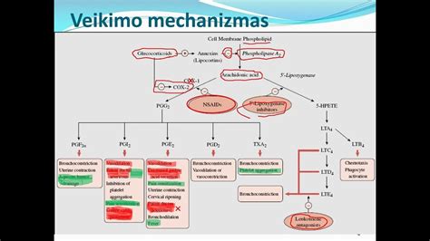 Schema: antihistamininių vaistų veikimo mechanizmas