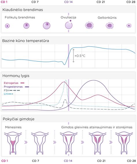 Moters menstruacinio ciklo schema su ovuliacijos faze