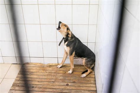 šuniukas prieglaudoje laukia naujų šeimininkų