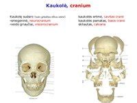 Rachito įtaka vaiko kaulų struktūrai