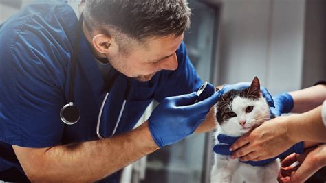 Veterinaras, apžiūrintis paukštį