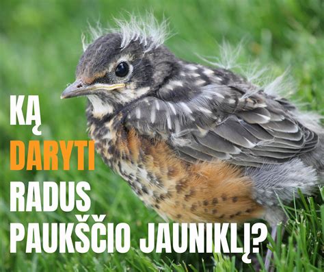 Paukščių jauniklis, besimokantis skraidyti