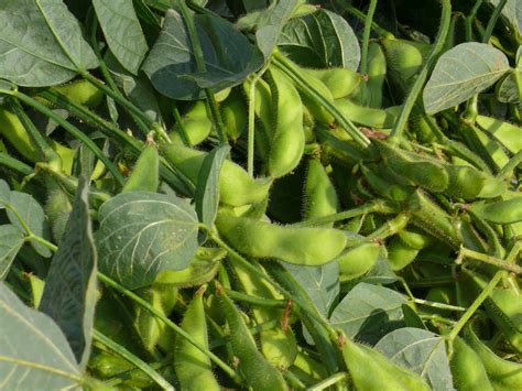 Sojų pupelės, auginamos lauke