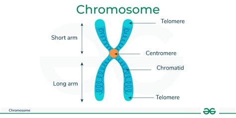 genetikos schema: papildoma 21 chromosoma