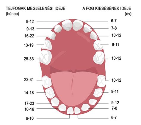 Kūdikių dantukų dygimo grafikas pagal amžių