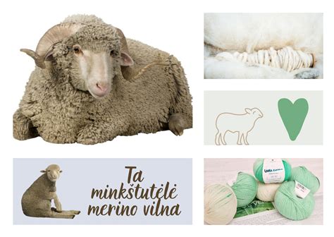 Merino vilna ir jos pluoštas
