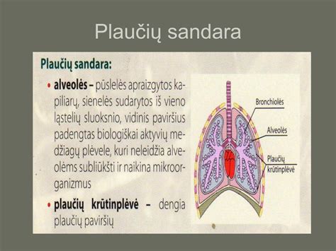 Plaučių sandara ir dujų apykaita