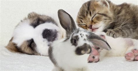 Laimingi gyvūnai tinkamomis laikymo sąlygomis