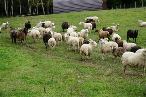 Ūkinių gyvūnų gerovė skerdimo metu