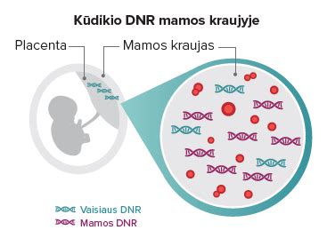Vaisiaus fibronektino testo principas
