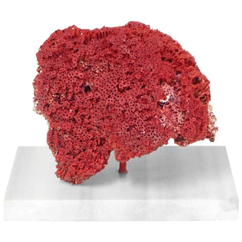 kūdikio fotografavimas ant balto pagrindo