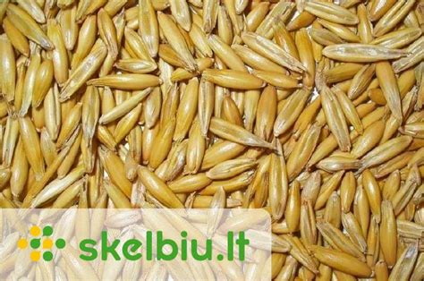 Gluteną turintys produktai: kviečiai, rugiai, miežiai