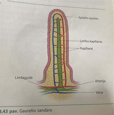 Plonosios žarnos gaureliai - sveiki ir pažeisti celiakijos