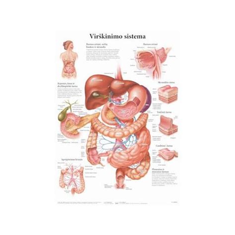 vaiko sveikatos priežiūra ir virškinimo sistema
