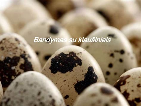 Inkubatoriaus vidus su kiaušiniais