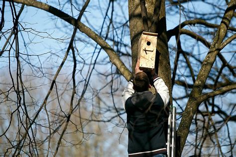 Kėlimas inkilų paukščiams