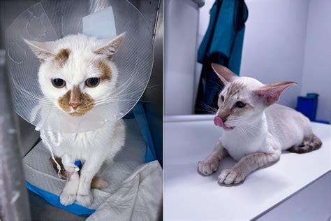 Katės pieno liaukų uždegimas (mastitas)