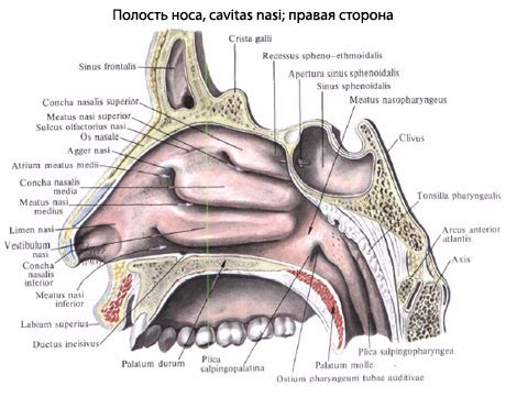 Anatomija nosies