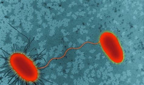 Bakterijos sukeliantis sepsis