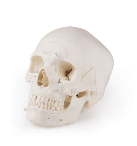 kūdikio kaukolės 3D modelis