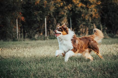 Šuo su Elžbietos apykakle