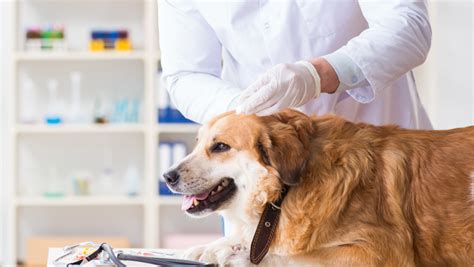 Veterinaras apžiūri šunį