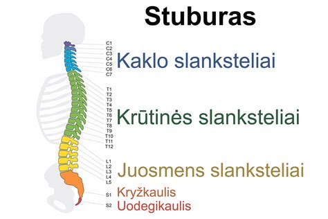 Stuburo anatomija su epidurinio kateterio vieta