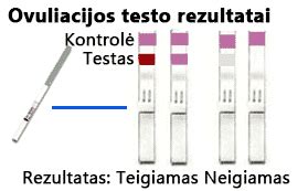 iliustracija, kaip naudoti ovuliacijos testą