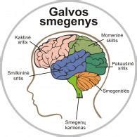 Galvos smegenų veiklos matavimo schema (elektroencefalograma)