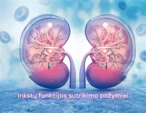 Inkstų anatominė struktūra ir pagrindinės funkcijos