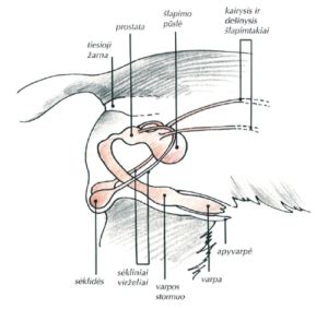 anatomija vyro reprodukcinės sistemos