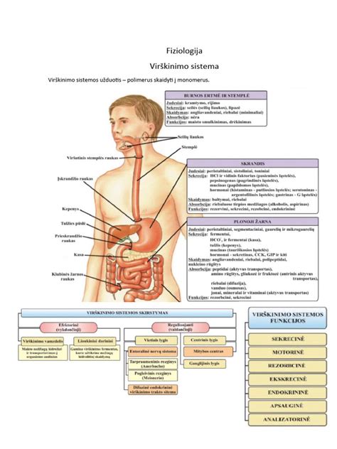 Vaizdinė schema apie virškinimo sistemos organus