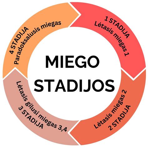 Miego ciklo infografika