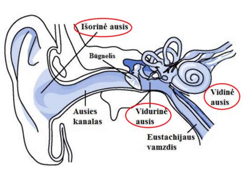 Schema kaip veikia Eustachijaus vamzdelis ir kaip slėgio pokyčiai veikia ausis