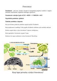schema naujagimiu patikros proceso