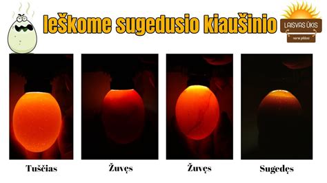 Sugedusio kiaušinio požymiai