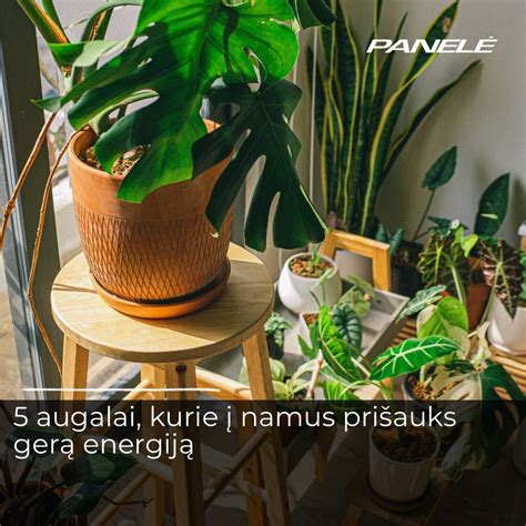 ramybės ir harmonijos iliustracija