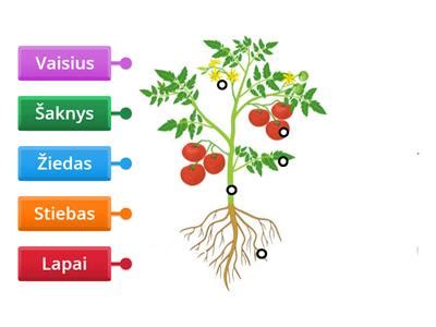 Augalo apvaisinimo schema