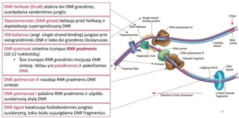 Scheminis vaisiaus DNR tyrimo principas
