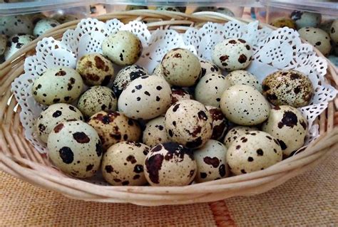 Putpelių kiaušinių maistinė vertė