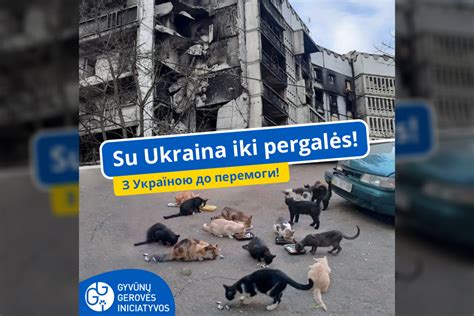 Savanoriai rūpinasi gyvūnais