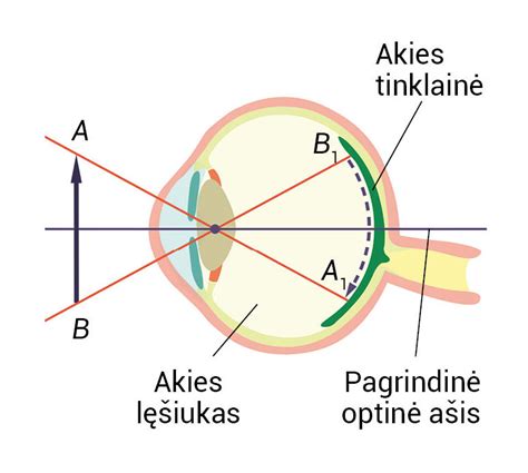 scheminis žmogaus akies sandaros vaizdas su kūgeliais