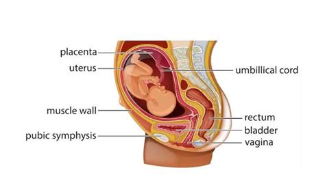 Placenta, virkštelė ir vaisiaus plėvės